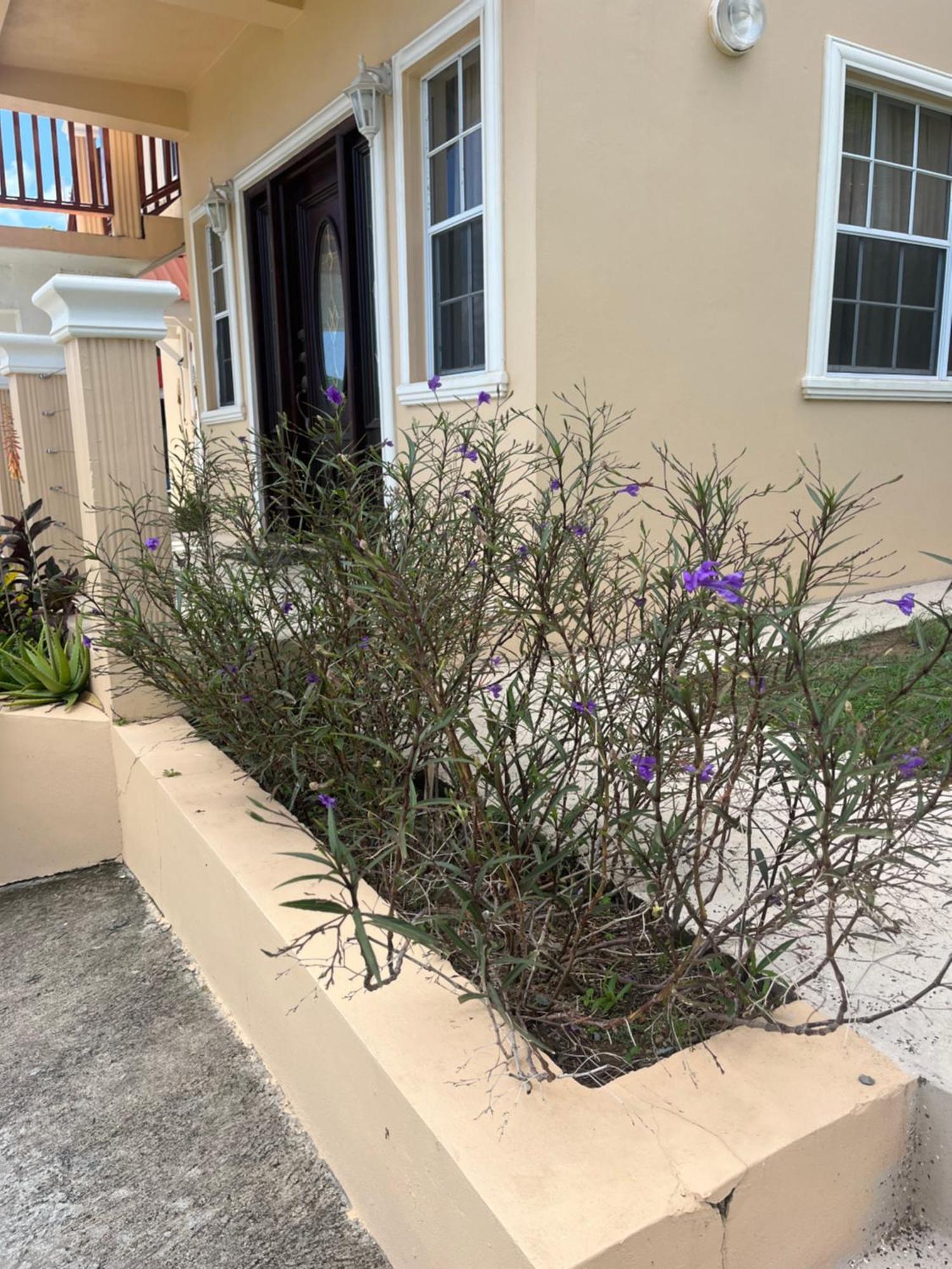Belle Breeze Haven Apartman Gros Islet Kültér fotó